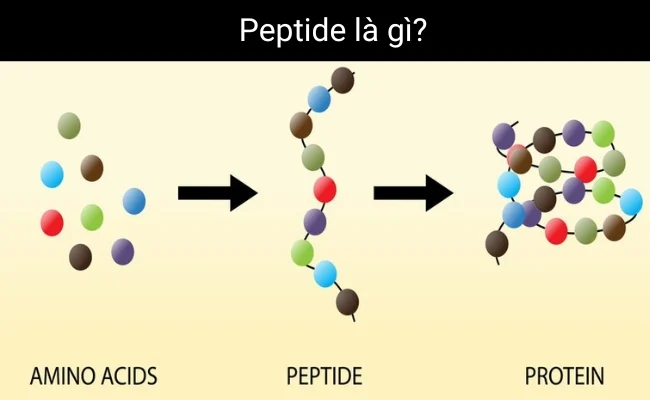 peptide đồng xanh jifuya